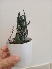 Haworthia reinwardtii succulen for sale  Panama City