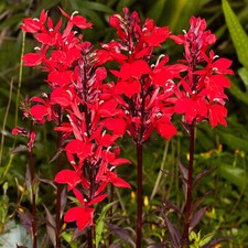 Lobelia starship scarlet for sale  UK