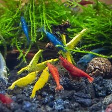 Lot crevettes neocaridina d'occasion  Brive-la-Gaillarde
