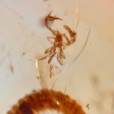 Scorpion juvenile burmese for sale  GILLINGHAM
