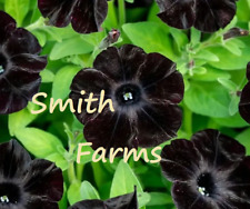 Seeds black petunia for sale  Spring City