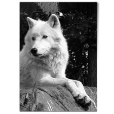 Arctic white wolf for sale  SELBY