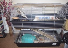 Little friends rabbits for sale  HARROW