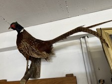 Fasan tierpräparat jagdtroph� gebraucht kaufen  Höchstenbach, Mörsbach, Steinebach