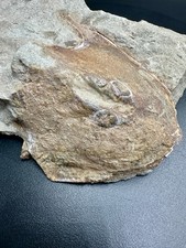 cabin fish usato cabin fish usato  Italia