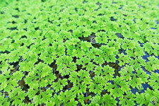 Piantine azolla caroliniana usato  Leffe
