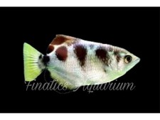 One archer fish for sale  Discovery Bay