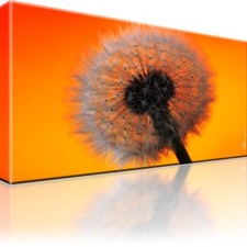 Pusteblume blume blüte gebraucht kaufen  Deutschland