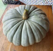 Zucca queensland blue usato  Cagliari