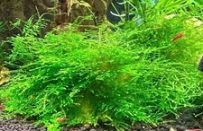 plants java moss for sale plants java moss for sale Virginia Beach