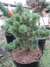 Pinus parviflora may gebraucht kaufen  Zetel