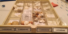Lot coquillages cardiidae d'occasion  Monistrol-sur-Loire