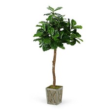 Fiddle leaf fig for sale  USA
