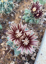 Glandulicactus uncinatus cactu usato  Menfi