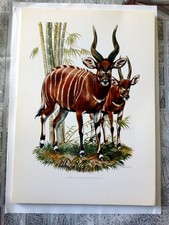 Planches animaux oiseaux d'occasion  Dole
