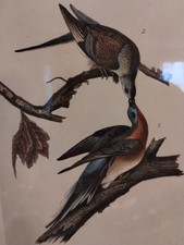 Audubon birds america for sale  Angleton