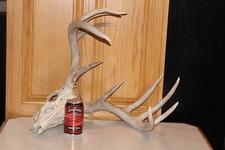 Whitetail deer mount for sale  Brandon