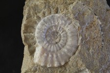 Ammonite fossile acanthopleuro d'occasion  Moyon