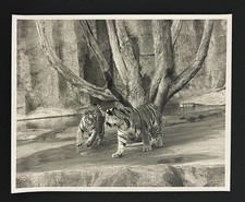 1960s bengal tigers for sale  Chattanooga