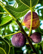 Fig tree black for sale  Tampa