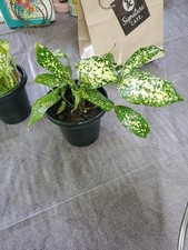 Dracaena lucky bamboo for sale  Philadelphia
