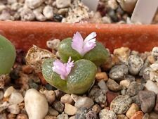 Conophytum pellicidum n usato  Italia