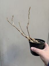 Glicine bonsai wisteria usato  Italia