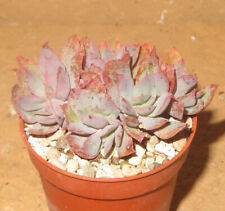 Echeveria luella culture gebraucht kaufen  Falkensee