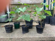 Silver birch saplings for sale  DONCASTER