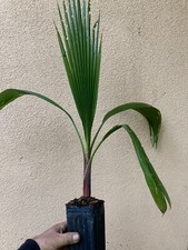 Mexican fan palm for sale  Modesto