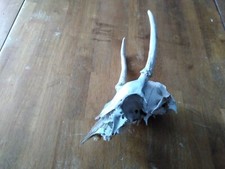Spike whitetail deer for sale  Arpin
