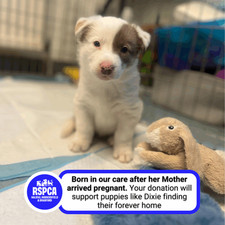 Donate help dogs for sale Donate help dogs for sale  HUDDERSFIELD