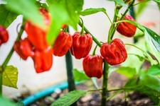Chilli plants armageddon for sale  BANBURY