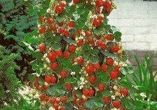 Semi fragola arrampicata usato  Reggio Calabria