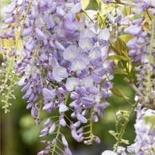 Wisteria lavender lace for sale  SOUTHAMPTON
