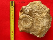 Ammonite pliensbachien acantho d'occasion  La Chapelle-Saint-Luc