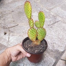 Vaso pianta microdasys usato  Barcellona Pozzo di Gotto
