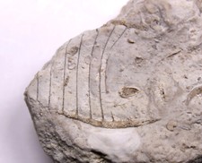 Breviconic nautiloid fossil for sale  Evanston