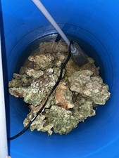 1kg marine live for sale  BANGOR