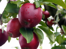 Red delicious apple for sale  Elko