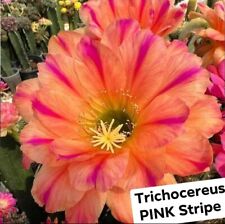 Echinopsis lobivia pink d'occasion  France