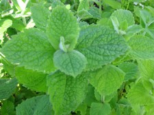 500 graines menthe d'occasion  France