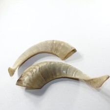 Sheep horn 8138 for sale  Parma