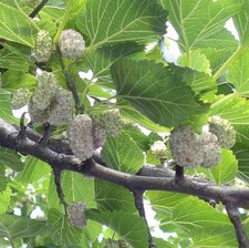 Pianta gelso bianco usato  Corato