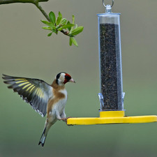 Pack goldfinch finder for sale  NEWTOWNARDS