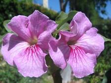 Uncarina stellulifera bonsai for sale  Miami
