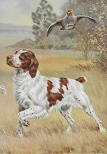 Brittany spaniel hunt for sale  Tampa