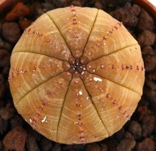 Euphorbia obesa orange usato  Napoli