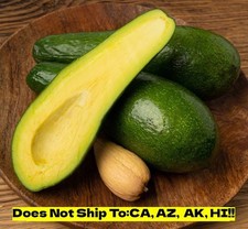 Russell avocado tree for sale  Homestead