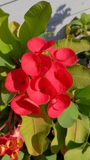 Bright red crown for sale  Cleveland